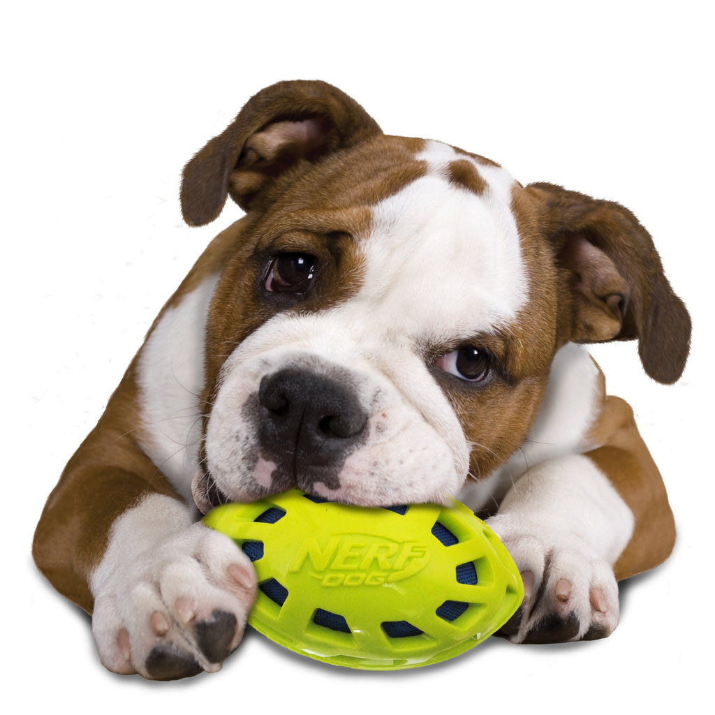 Nerf Dog Ultra - Durable TPR Squeak Crunch Football Dog Toy, 6” (15 cm) - Whiskers Nation